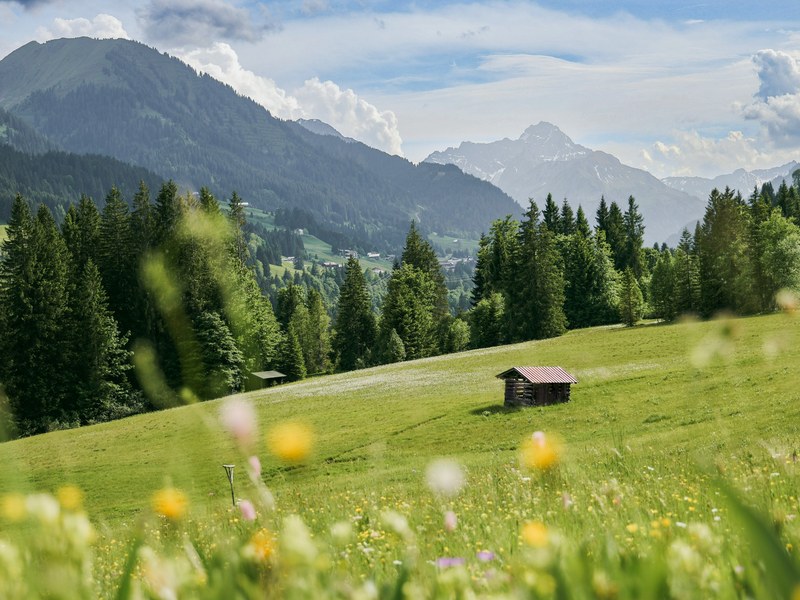 Bayerische Wald Bayerische Wald